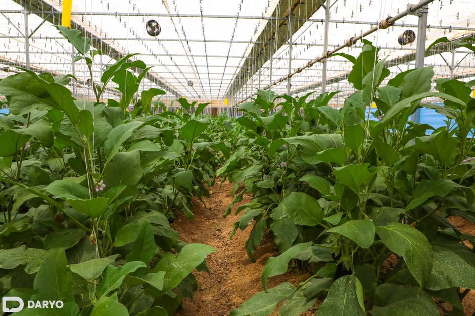 Uzbekistan to relocate greenhouses from Tashkent region to Surkhandarya